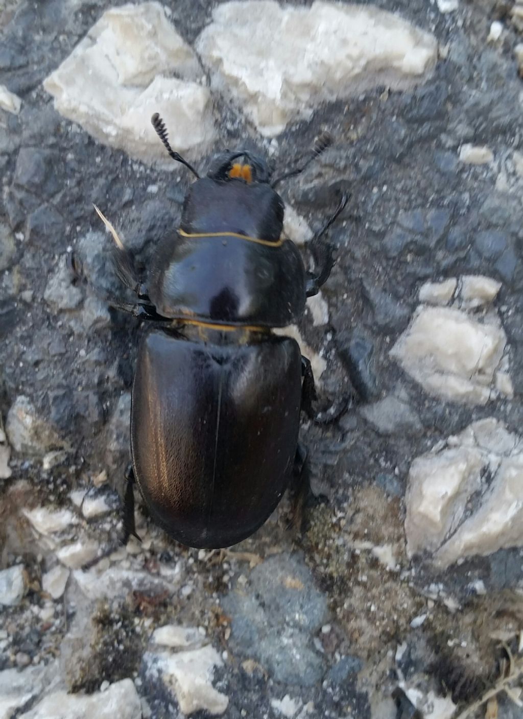 Lucanidae: Lucanus tetraodon, femmina